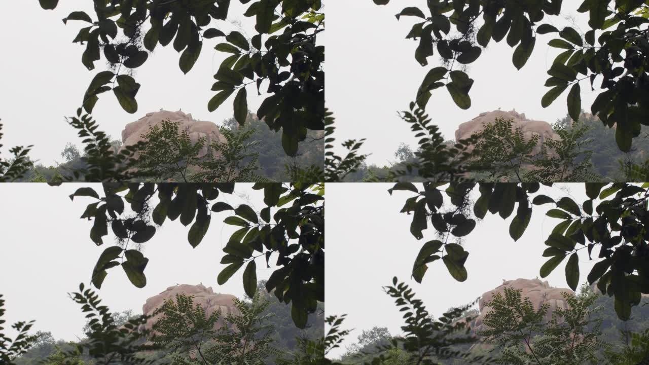 猕猴剪影在绿叶的岩石山峰上跳跃，框架白色的天空背景。