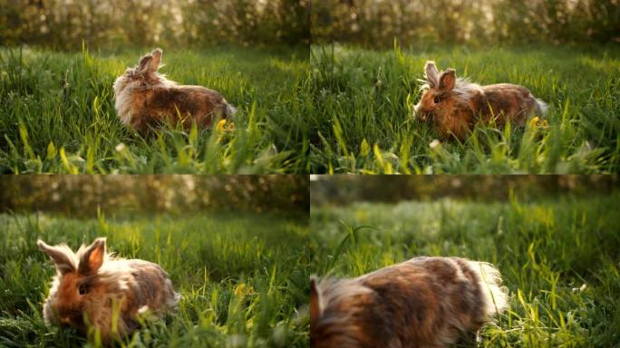 蓬松的棕色兔子在日落时在绿草丛中奔跑。