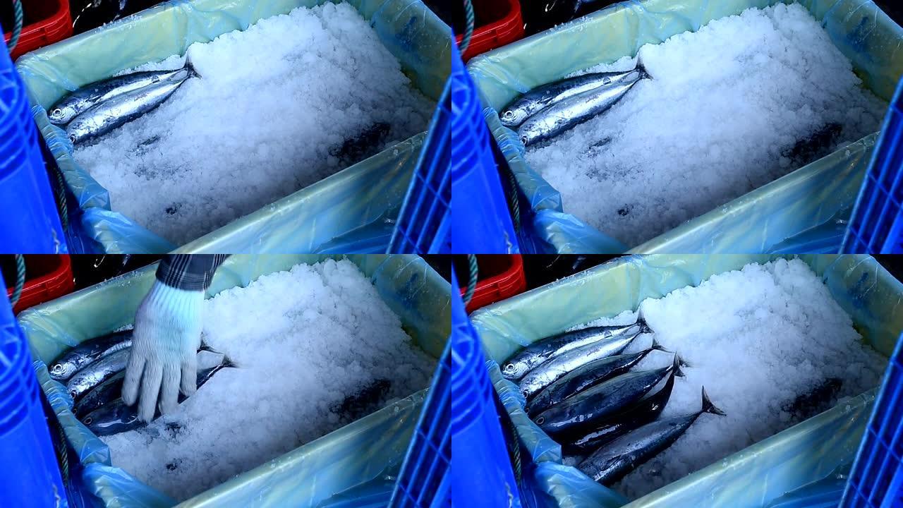 用冰整理和包装金枪鱼