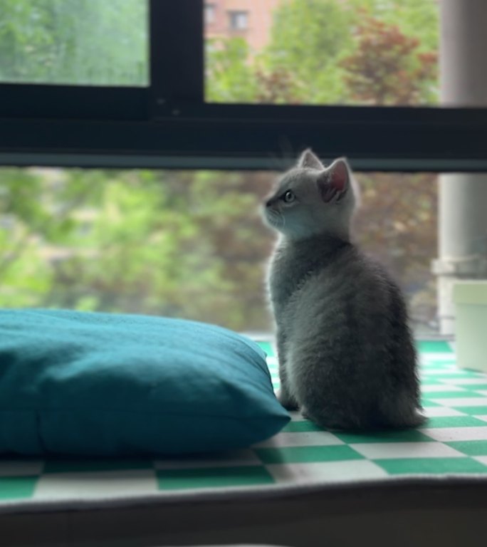 猫咪做窗台