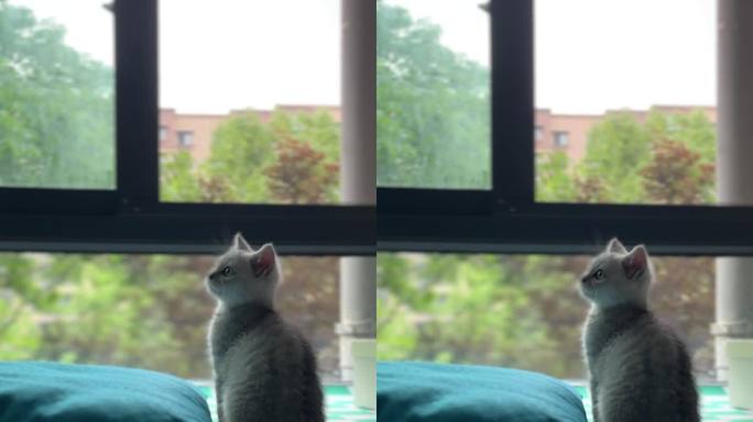 猫咪做窗台