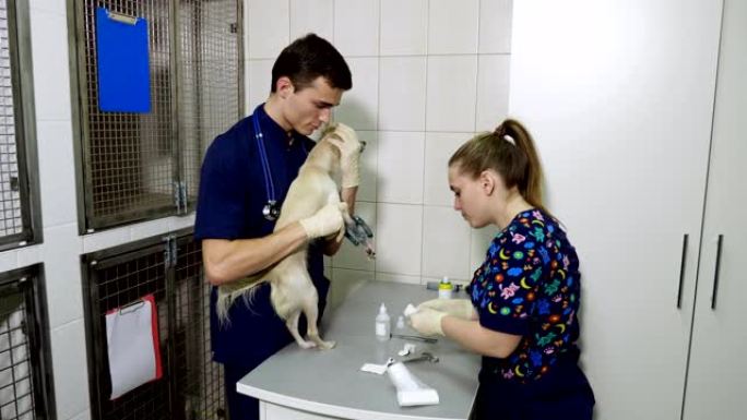 兽医诊所的两名兽医治疗吉娃娃狗的爪子骨折。4K