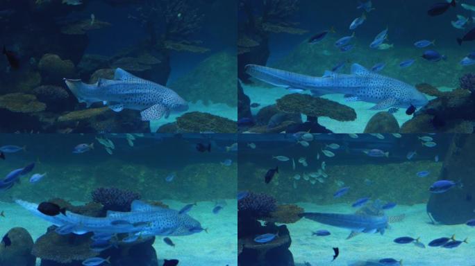 豹鲨斑马鲨在珊瑚礁的蓝色水中游泳。
