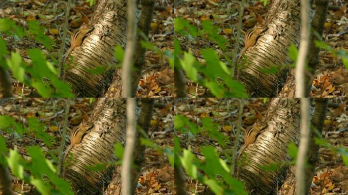 森林中的花栗鼠在地面附近的阳光下休息一天