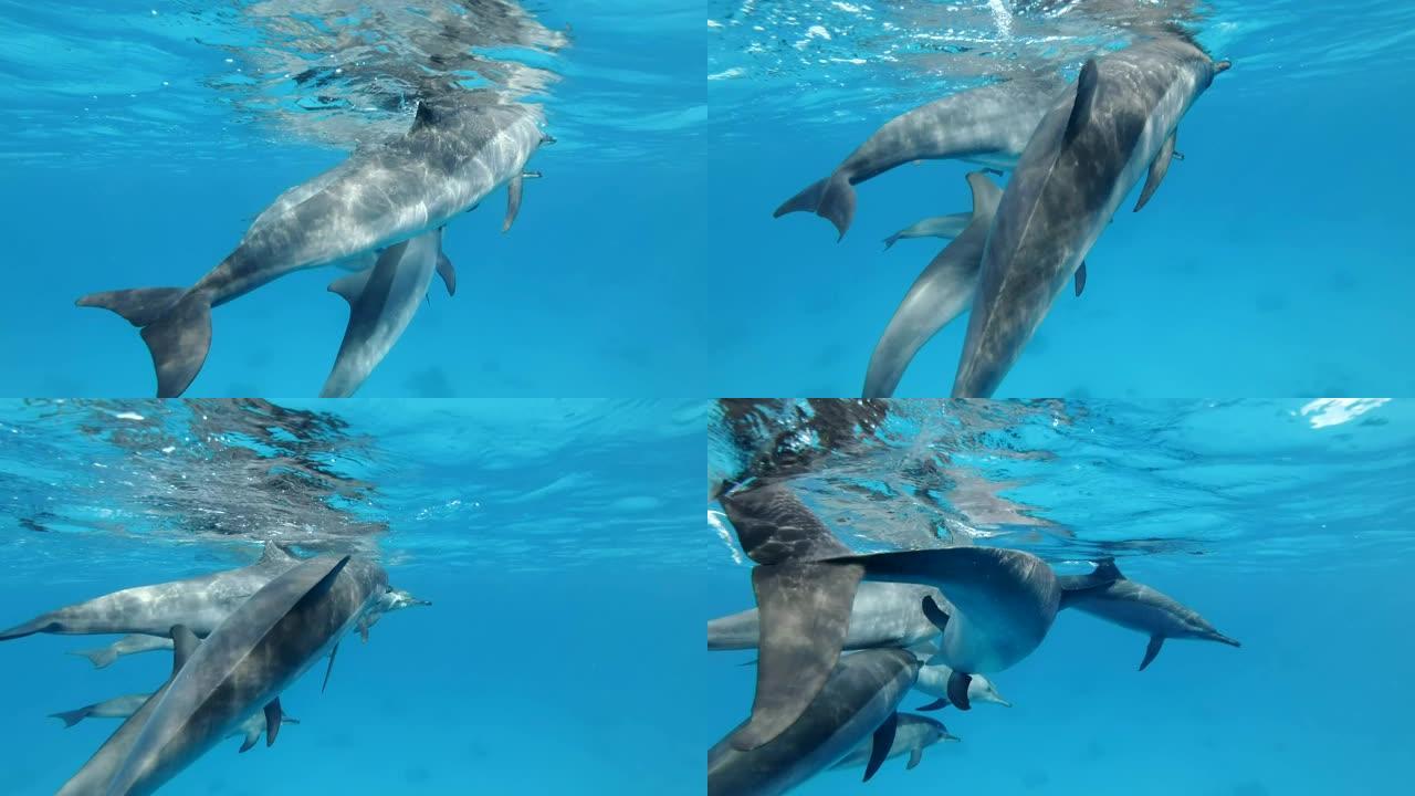 一群年轻的海豚在水下嬉戏。旋转海豚 (Stenella longirostris) 慢动作，水下射击