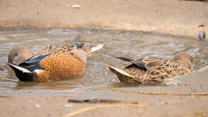 Close up of three ducks in a small bird bath