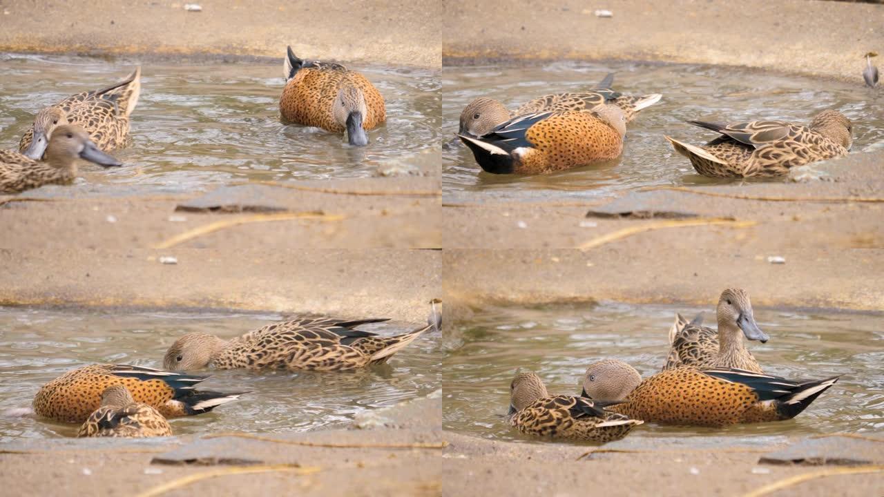 Close up of three ducks in a small bird bath