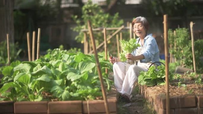 亚洲高级妇女在有机家庭菜园种植和收获