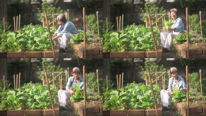 亚洲高级妇女在有机家庭菜园种植和收获