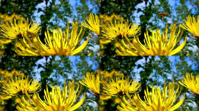 风吹动了明亮的黄色elecampane的花瓣