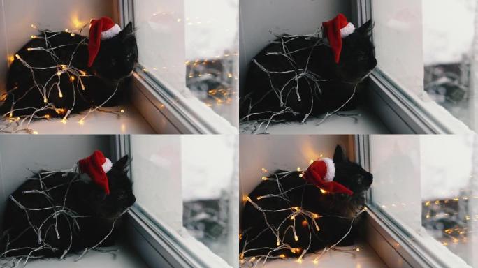 猫和假日。猫裹在花环和圣诞老人的帽子里。
