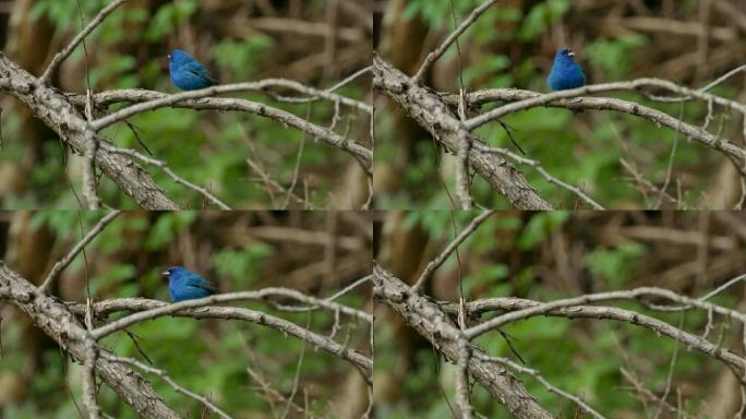 醒目的靛蓝彩旗蓝鸟在模糊的森林背景下签名并起飞