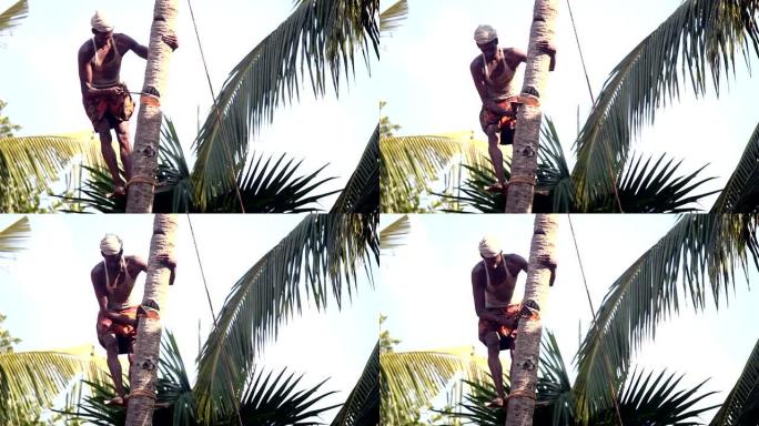 男子站在树干上的支撑缺口上撞倒棕榈树