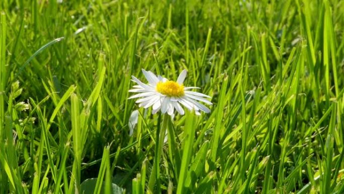 雏菊花 (贝利斯·佩伦尼斯)