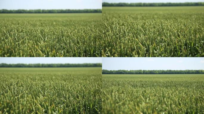 草场，俄罗斯自然，绿色的麦秆在风中吹拂。天然麦田。