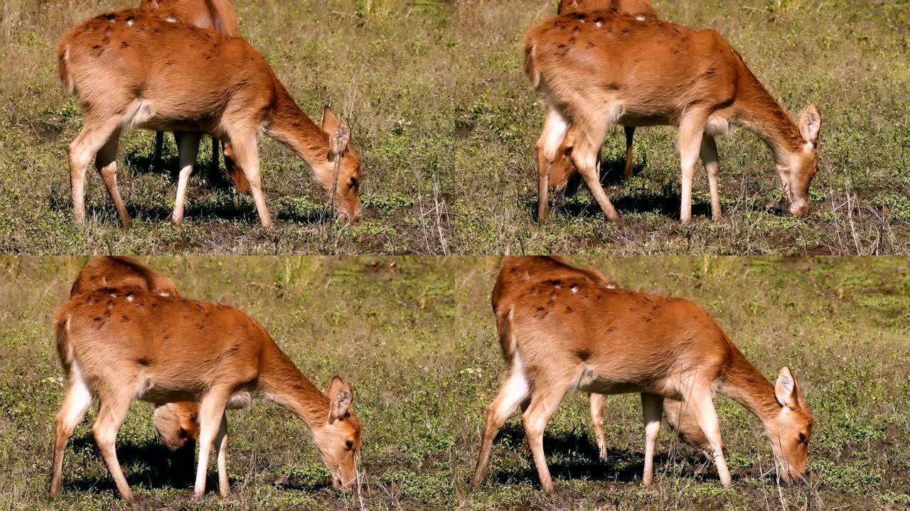 巴辛哈。Duvaucelii，也叫沼泽鹿。