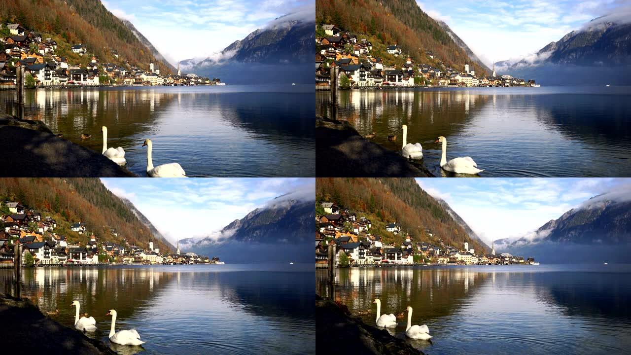 奥地利秋季背景下哈尔斯塔特湖镇游泳的白天鹅