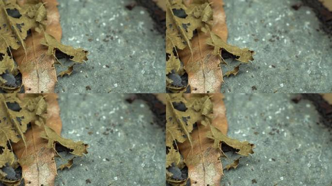 粪虫藏在落叶和石头之间的4k视频