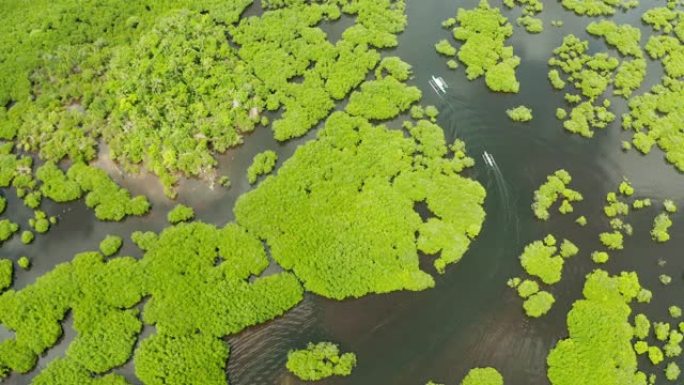 红树林和河流的鸟瞰图