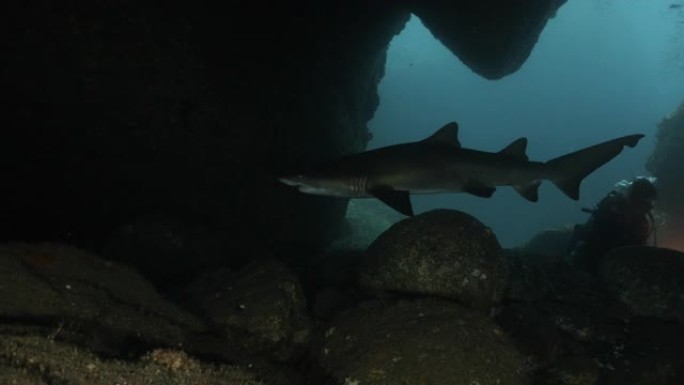 野生沙虎鲨(Carcharias taurus)在黑暗的海底洞穴，日本