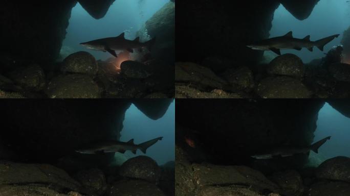 野生沙虎鲨(Carcharias taurus)在黑暗的海底洞穴，日本