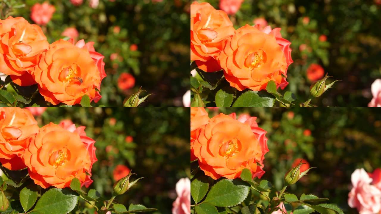 英国玫瑰花园。玫瑰花背景。嫩花盛开，蜜蜂采集花粉。念珠花坛的特写。开花灌木，选择性聚焦昆虫和娇嫩的花