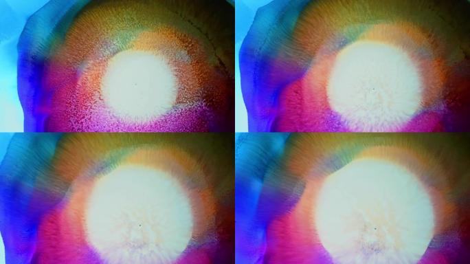 亮丽的彩虹红与液体墨水反应/白纸背景上的油漆滴污/油出血/超新星太阳恒星膜的大爆炸