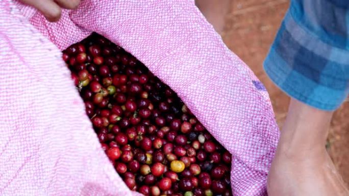 农民手持咖啡浆果的慢动作