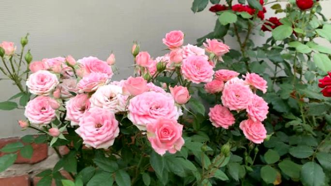 粉红玫瑰玫瑰花粉色玫瑰植物