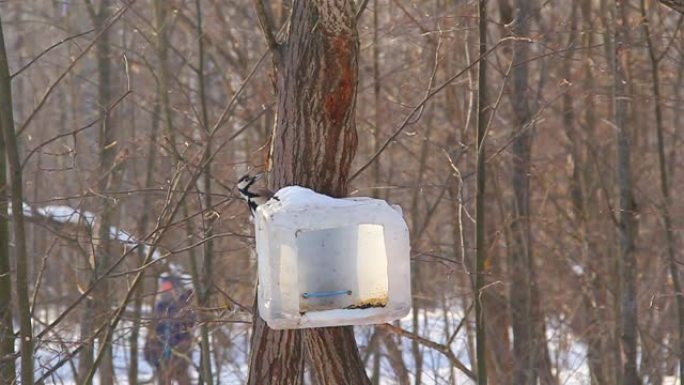 在公园的树上回收物料喂食器。大斑啄木鸟，Dendrocopos major，飞向食槽，啄人留下的种子