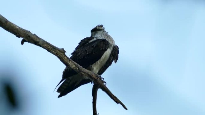 鱼鹰鸟将其喙插入羽毛中，在夜间以浓密的羽毛preen