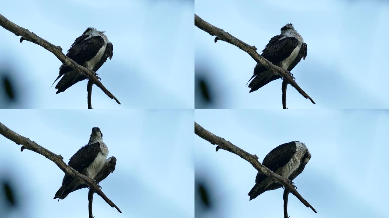 鱼鹰鸟将其喙插入羽毛中，在夜间以浓密的羽毛preen