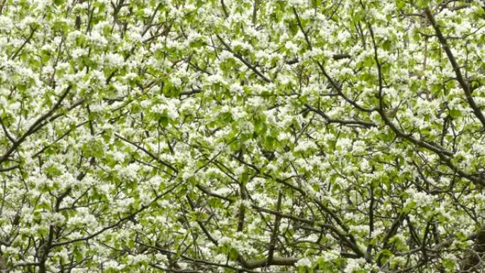 春天迁徙时，美丽的树木盛开，绿莺降落在其中