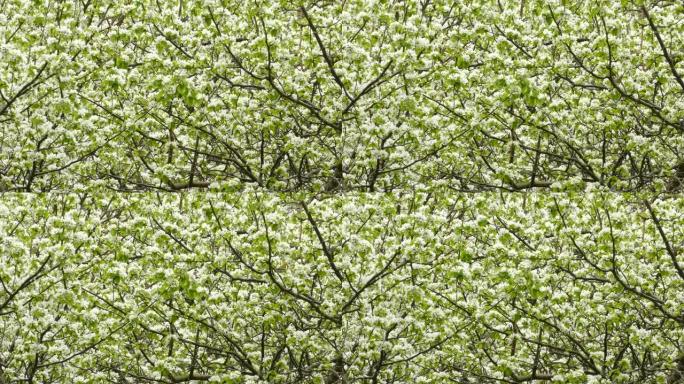 春天迁徙时，美丽的树木盛开，绿莺降落在其中