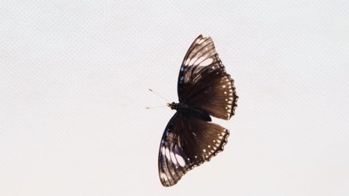 白色背景上美丽的棕色黑蝴蝶，特写。复制空间