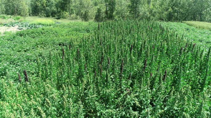 海东平安 三合镇 试验田 农作物