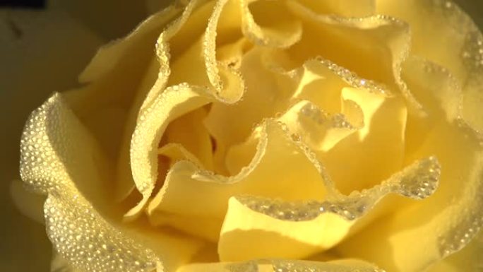 露珠中的黄色玫瑰花瓣