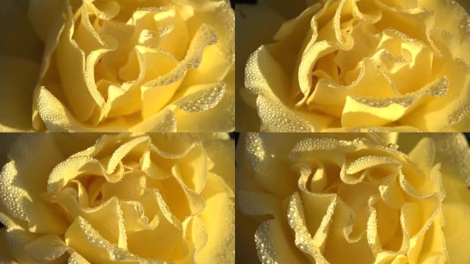 露珠中的黄色玫瑰花瓣