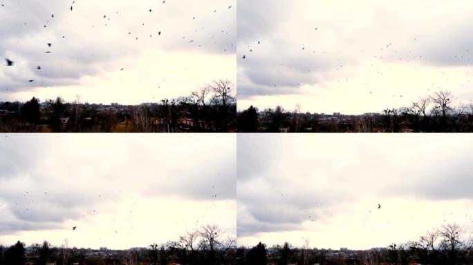 在多云、冬天、寒冷的日落。一群黑乌鸦在城市上方盘旋。天空被灰色的云彩覆盖