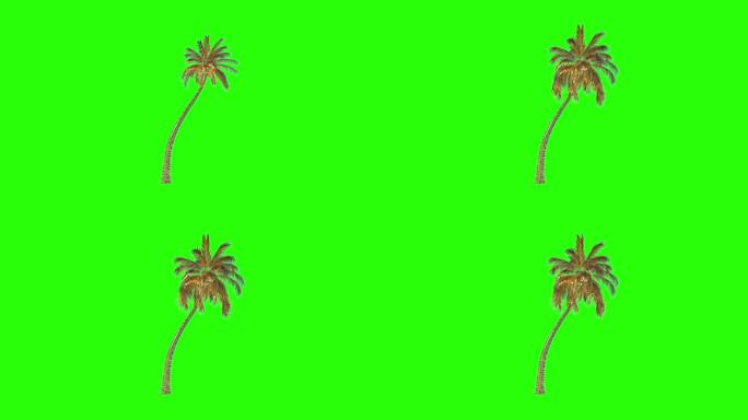 金椰树延时生长，绿屏Chromakey