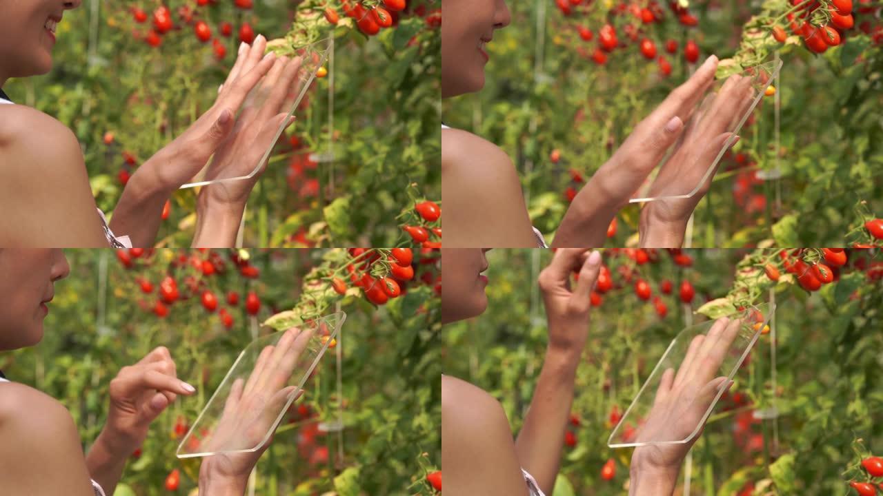 现代农民妇女使用未来的数字平板电脑技术在oganic农场的西红柿，转基因食品，生物食品，替代ifes