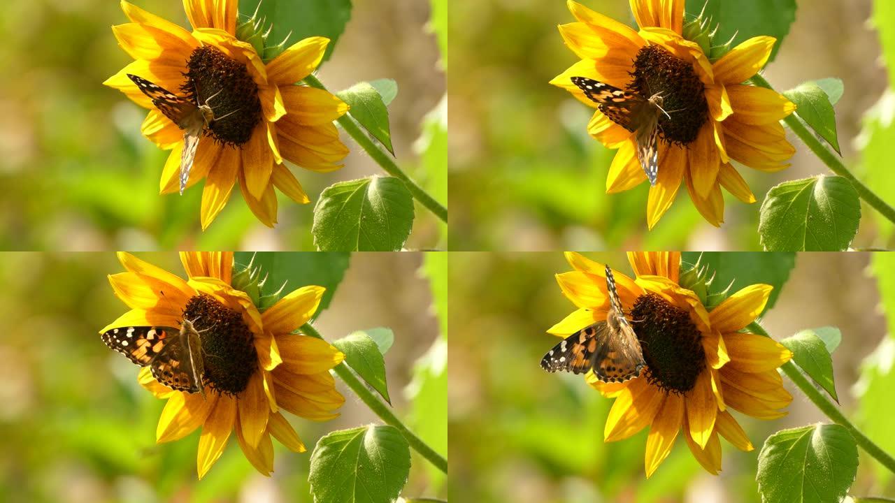 蝴蝶从阳光下的深色花朵中间取食