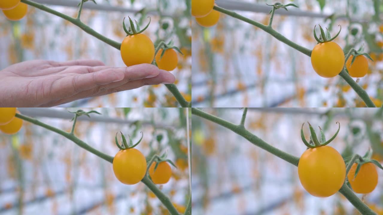 手从下面触摸黄色番茄