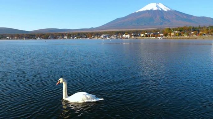山中湖富士山的白天鹅慢动作