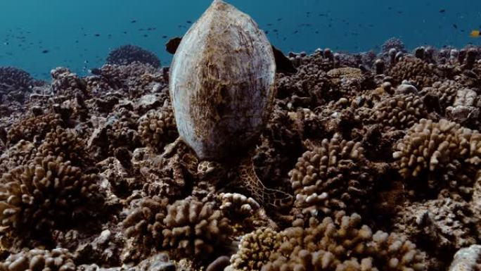 海龟在太平洋的珊瑚礁里吃东西。水下海洋生物与美丽的海龟在海中特写。珊瑚礁附近的热带爬行动物。在清澈的