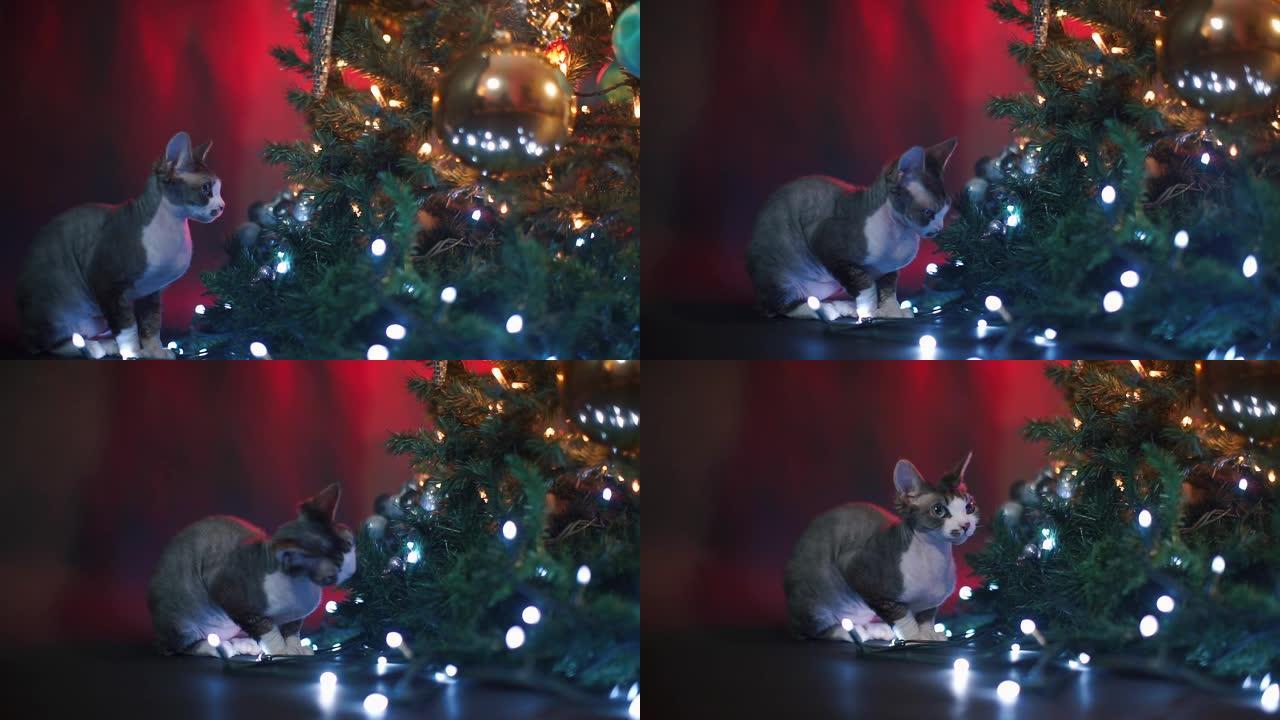 一只灰猫德文·雷克斯 (Devon Rex) 坐在圣诞树附近。