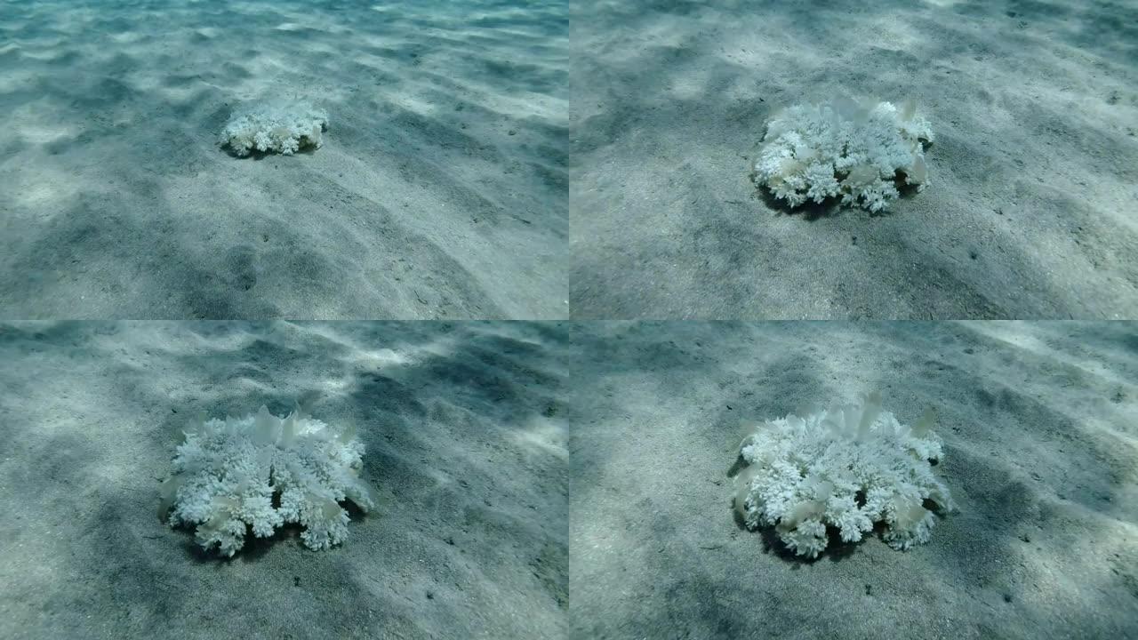 水母坐在阳光照射下的沙底。倒置水母 (仙后座仙女座) 水下拍摄，特写。红海、阿布·达巴布、马萨·阿拉