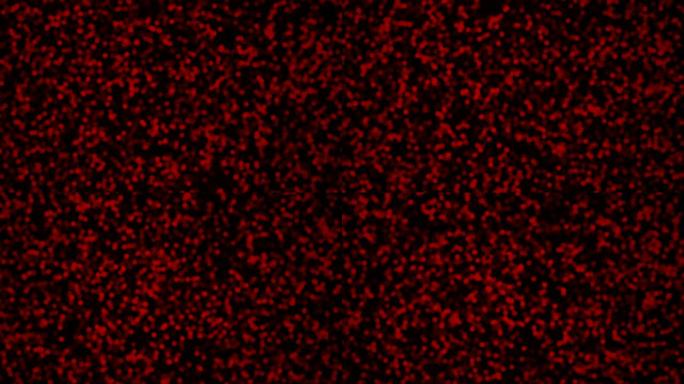 显微镜下血细胞运动，4k视频