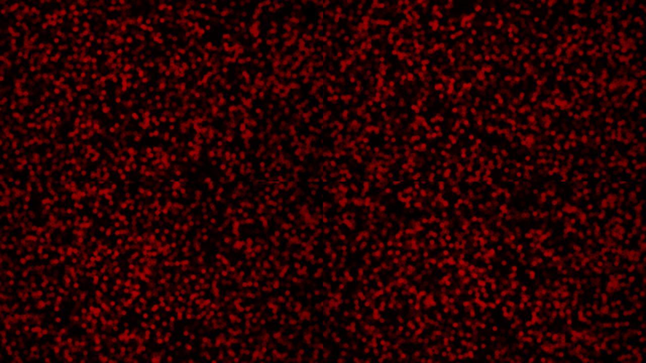 显微镜下血细胞运动，4k视频