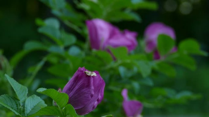 夜间紫色花朵，蝴蝶栖息，背景为bokeh
